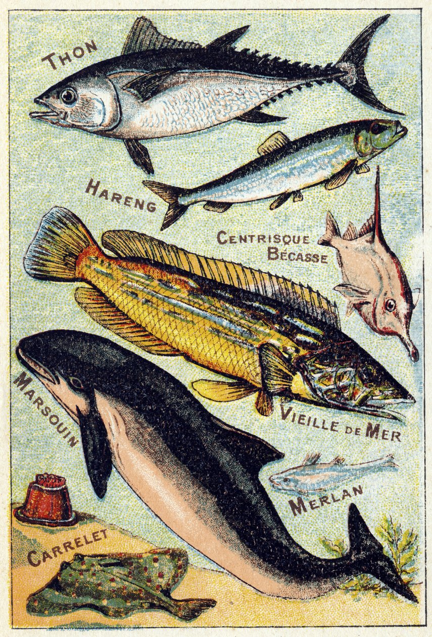 Levy 3: tonnikala, silli, keskinokka, vanhameri, pyöriäinen, valkoturska, tiili. Kaiverrus "meren ja makean veden kalojen tavuaakkoset". Serie A. Pellerin et Cie, painajat-kustantajat, Epinal, 1800-luvun loppu. Kromolitografia. Pieni 8-sivuinen mainosalbum tekijältä French School
