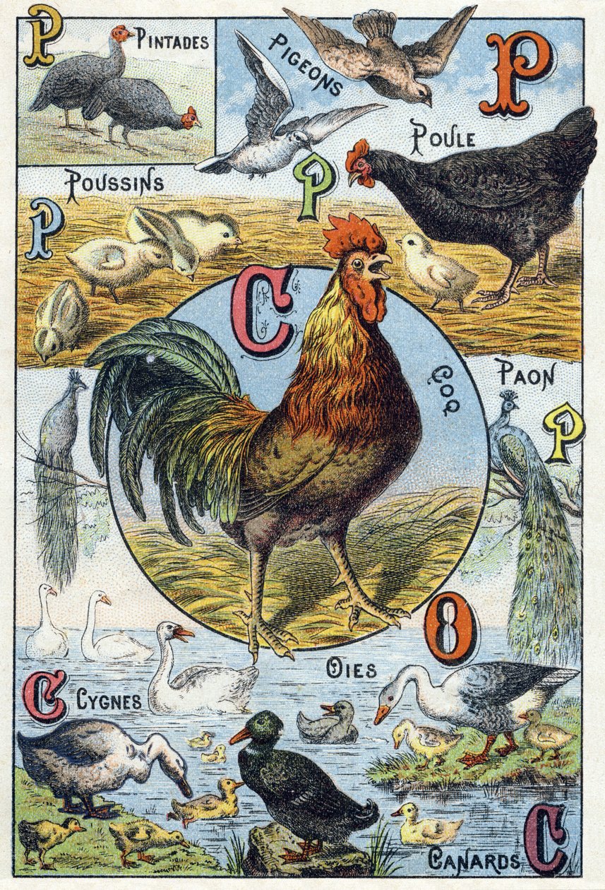 Levy 3: helmikanat, kyyhkyset, poikaset, kanat, kukko, riikinkukko, joutsenet, hanhet, ankat. Kaiverrus "Kotieläinten tavuaakkoset ja maatila". Serie A. Pellerin et Cie, kirjapainot-kustantajat, Epinal, 1800-luvun loppu. Kromolitografiat . Koko: 19,5 tekijältä French School