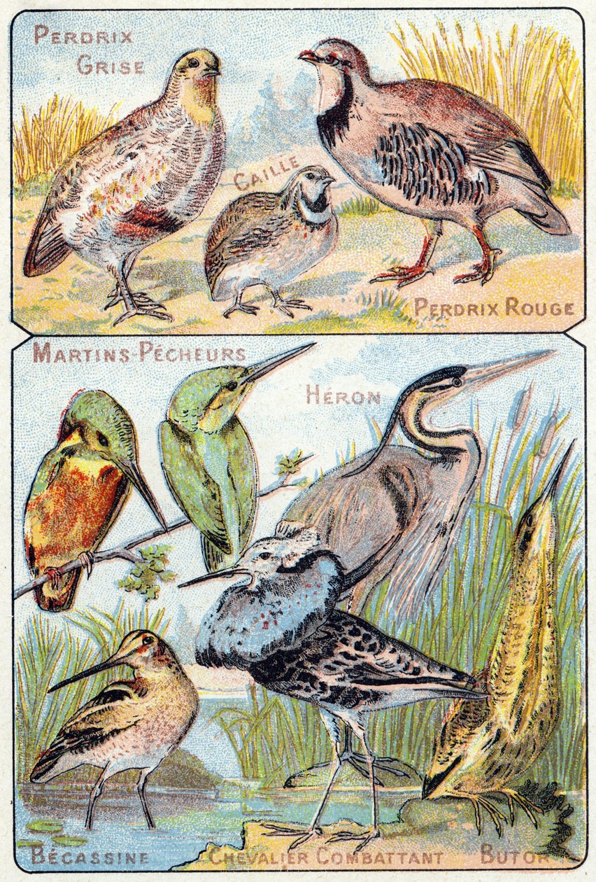 Levy 3 yläosa: harmaa pelto, viiriäinen, punainen peltopyy. Alhaalla: Kingfishers, Heron, Becassine, Fighting Knight, Butor. Kaiverrus "lintujen ja matelijoiden tavuaakkosilla". Serie A. Pellerin et Cie, kirjapainot-kustantajat, Epinal, 1800-luvun loppu. C tekijältä French School