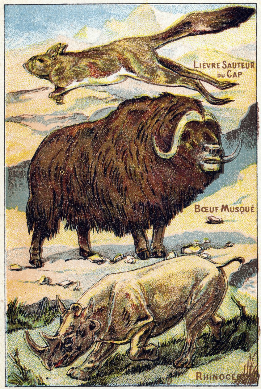 Levy 4: Cape Hare hyppy, myski naudanliha, sarvikuono. Kaiverrus "Syllabary aakkoset kaikenlaisia punajuuria"". Serie A. Pellerin et Cie, kirjapainot-kustantajat, Epinal, 1800-luvun loppu. Kromolitografit. Pieni 8-sivuinen mainosalbumi, joka sisältää tavun tekijältä French School
