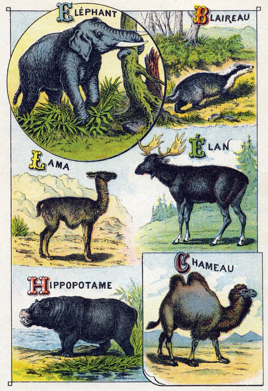 Levy 4: Elefantti, Mäyrä, Lama, Elan, Virtahepo, Kameli. Kaiverrus "villieläinten tavuaakkosilla". Serie A. Pellerin et Cie, kirjapainot-kustantajat, Epinal, 1800-luvun loppu. Kromolitografiat. Pieni 8-sivuinen mainosalbumi, joka sisältää tavupalkin tekijältä French School