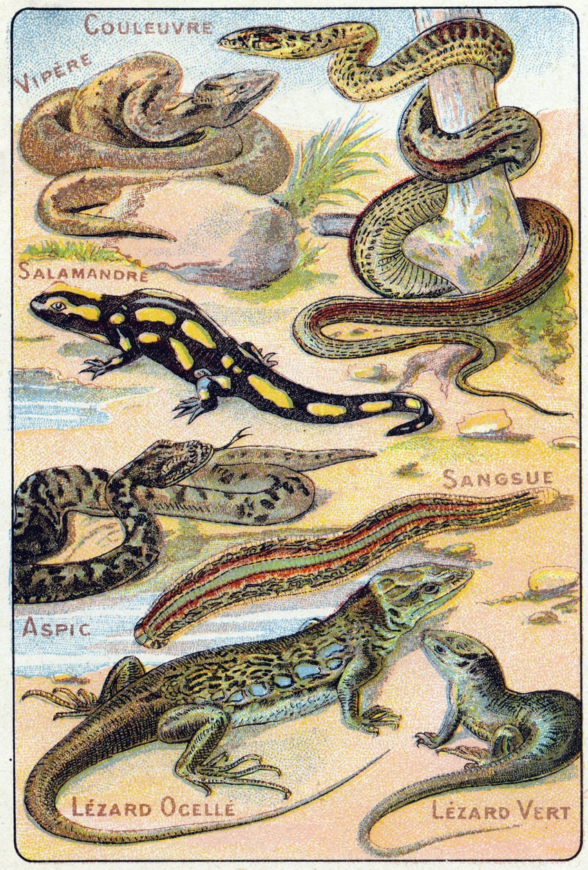 Levy 4: Käärme, Kyy, Salamanteri, Aspic, Iilimato, Lezard ocelle, Green Lezard. Kaiverrus "lintujen ja matelijoiden tavuaakkosilla". Serie A. Pellerin et Cie, kirjapainot-kustantajat, Epinal, 1800-luvun loppu. Kromolitografit. Pieni 8-sivuinen mainos al tekijältä French School