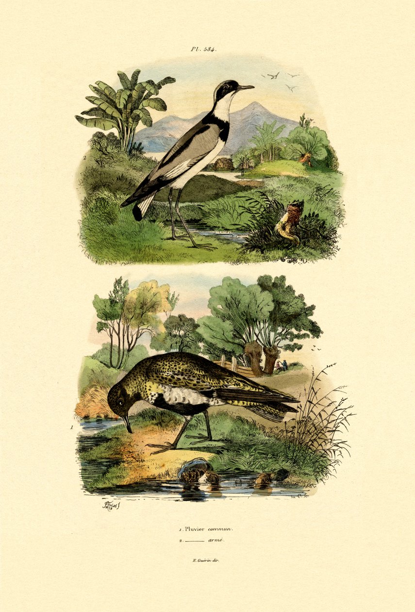 Plover, 1833-39 tekijältä French School