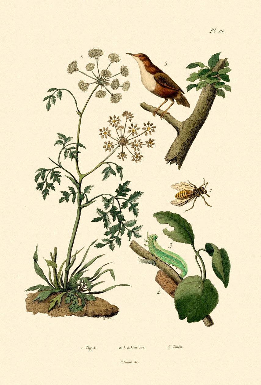 Poison Hemlock, 1833-39 tekijältä French School