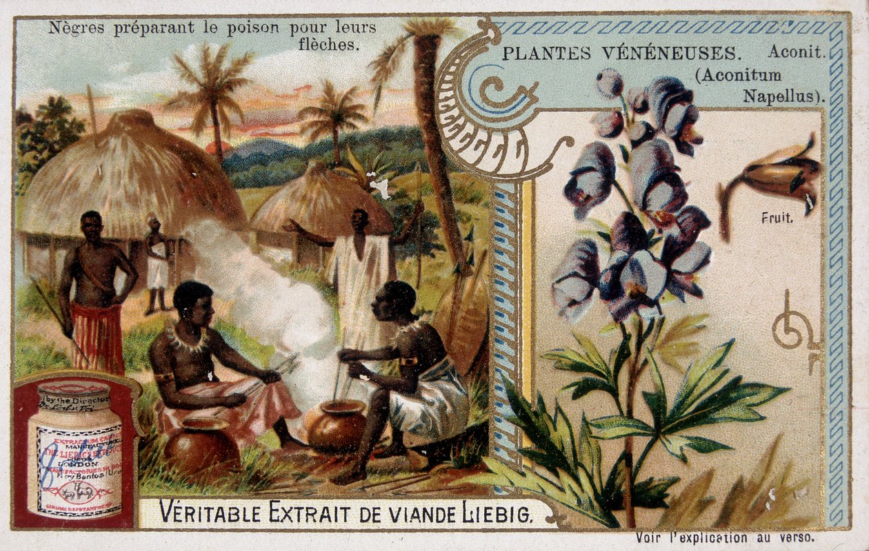 Myrkkykasvit: akonit ja afrikkalaiset valmistavat myrkkyä nuolilleen - kromo. Liebig, 1800-luvun loppu tekijältä French School