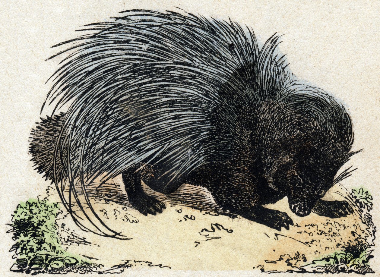 Porc-eepos (Pig eepos). Kaiverrus "" Alphabet des animaux sauvages"". 9. sarja. Kuvia Epinalista, Pellerin, paino-kustantaja, noin 1870. Kaiverrukset puuhun, stenciloitu. 16 sivua. Mitat: 20 x 15 cm. Yksityinen kokoelma tekijältä French School