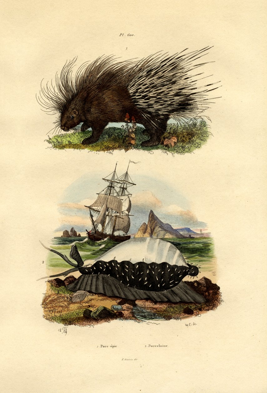 Porcupine, 1833-39 tekijältä French School