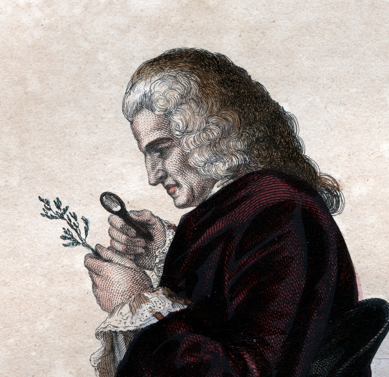 Ranskalaisen luonnontieteilijän Bernard de Jussieun (1699-1777) muotokuva. tekijältä French School