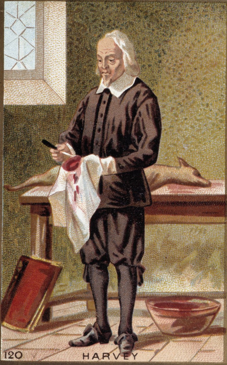 William Harveyn (1578-1657), englantilaisen lääkärin muotokuva. tekijältä French School