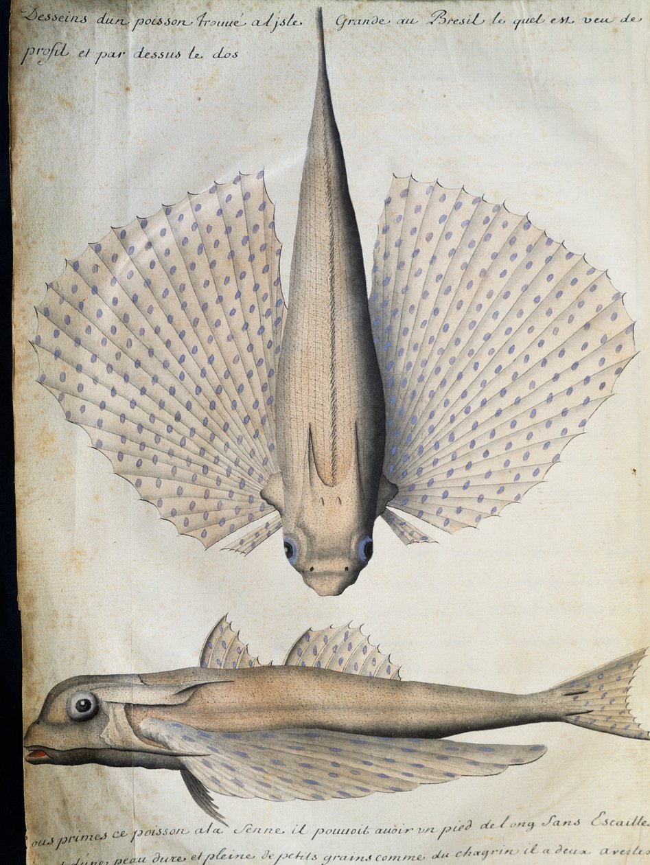 Siivekäs kalan profiili ja selkä, Big Island, Brasilia, akvarelli lokikirjasta. Jacques Gouin de Beauchesne (1652-1730), Compagnie royale de la Mer du Sudin kapteeni, 1698-1701, Ranska tekijältä French School