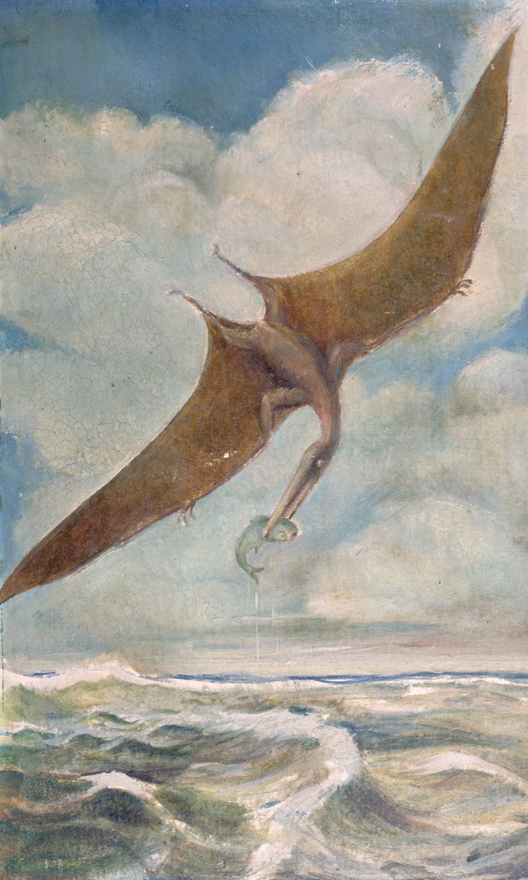 Pterodaktyylikalastus tekijältä French School