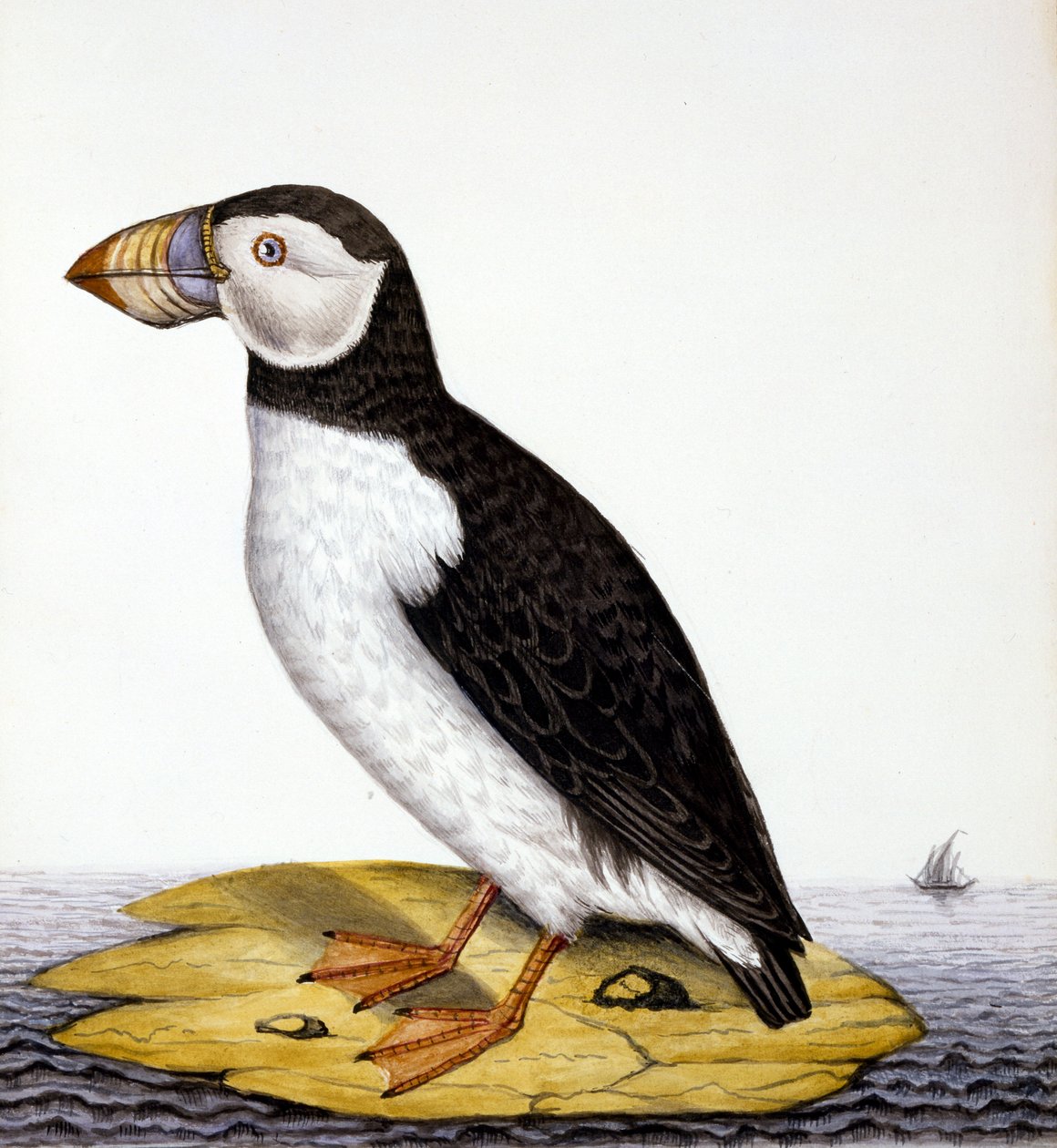 Puffin, marmon fratercula, n.1840 (wc paperilla) tekijältä French School