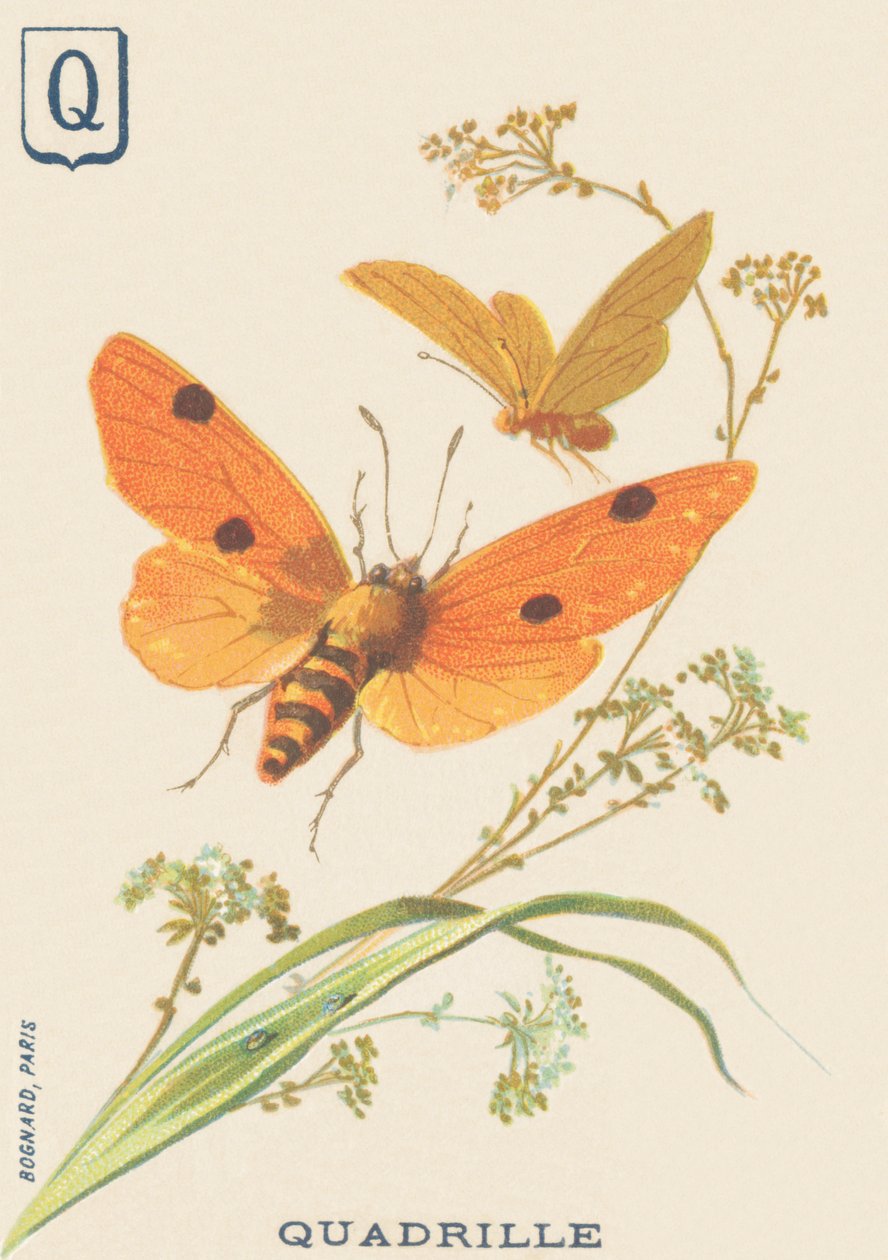 K: Quadrille (Lithosia quadra tai Lithosie quadrille) tekijältä French School