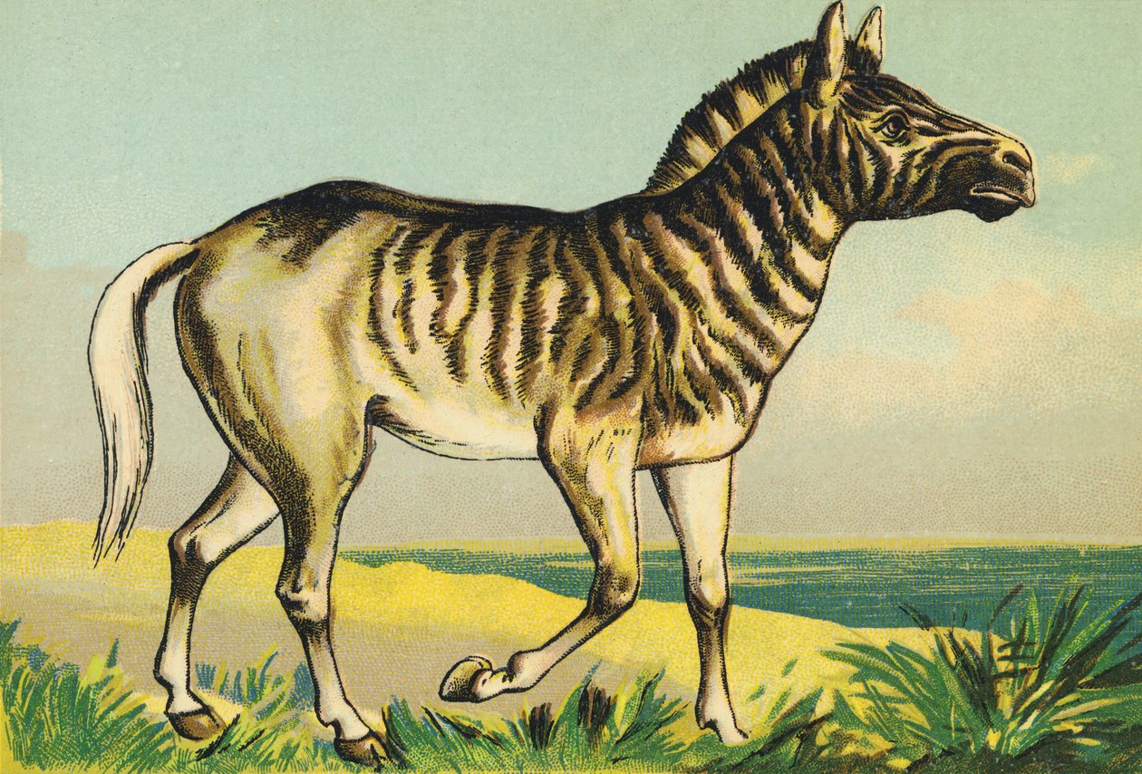 Q Quagga (tai couagga, seepran alalaji, värjätty vuonna 1883) tekijältä French School