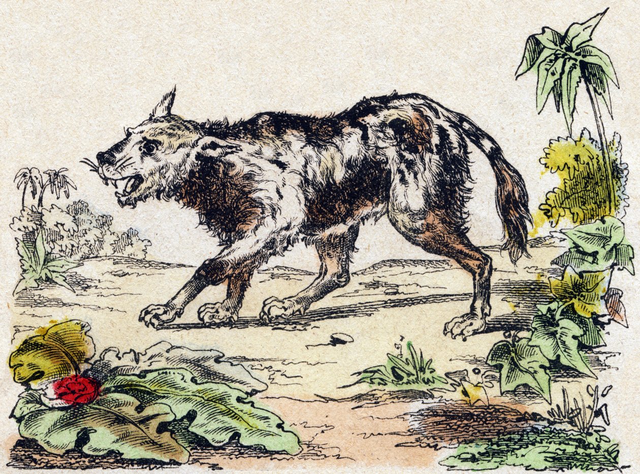 Quachy (leijonakoiralaji Etelä-Amerikasta). Kaiverrus "" Alphabet des animaux sauvages"". 9. sarja. Kuvia Epinalista, Pellerin, paino-kustantaja, noin 1870. Kaiverrukset puuhun, stenciloitu. 16 sivua. Mitat: 20 x 15 cm. Yksityinen kokoelma tekijältä French School
