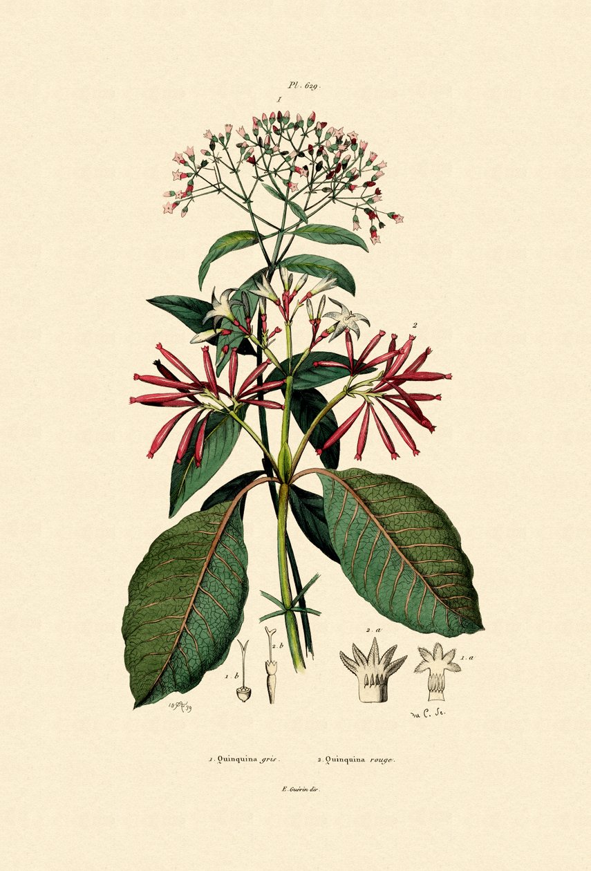 Quinine Barks, 1833-39 tekijältä French School