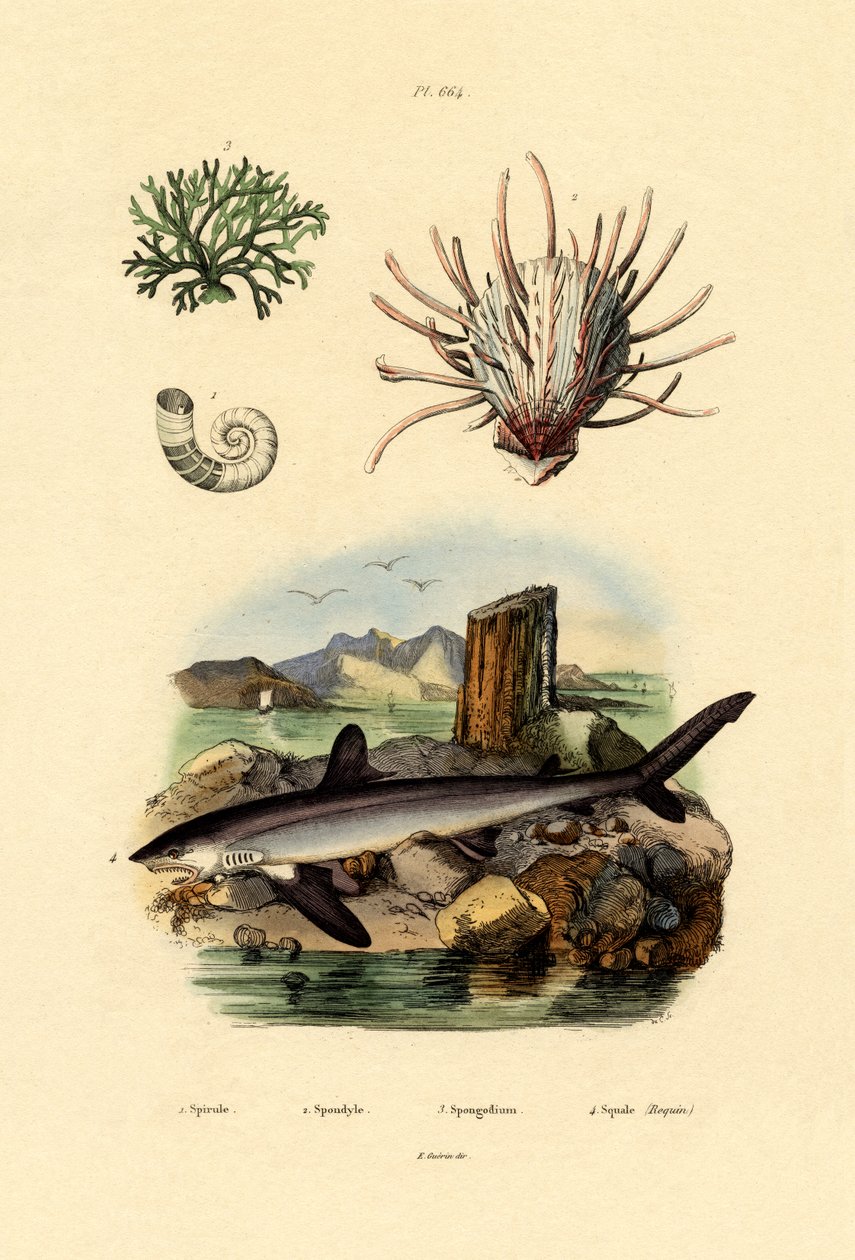 Rams Horn Squid, 1833-39 tekijältä French School