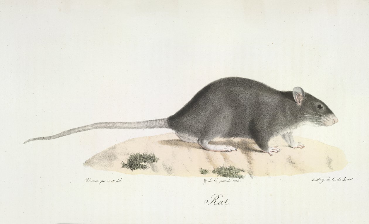 Rotta, Natural History of Mammals (väri litho) tekijältä French School