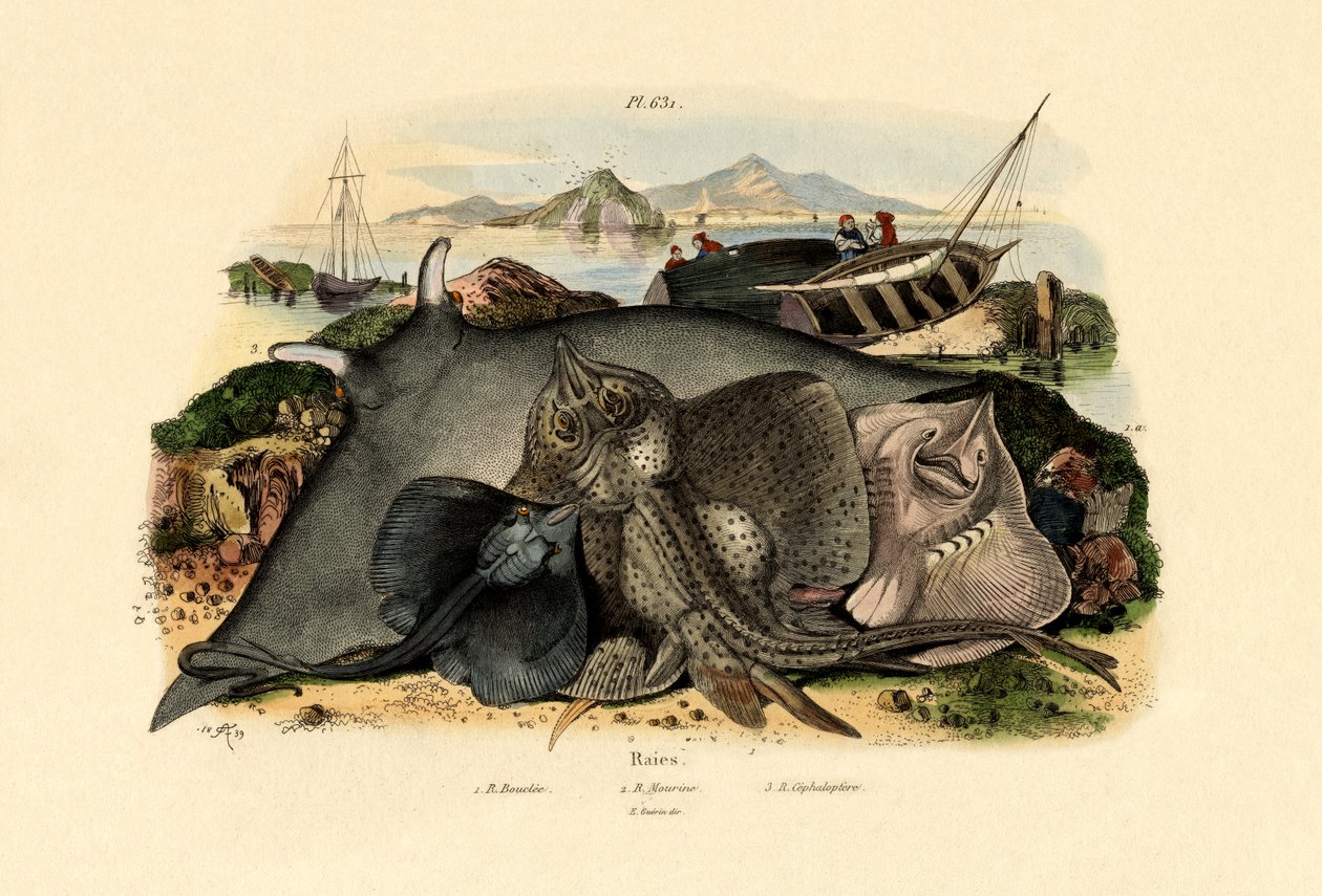 Rays, 1833-39 tekijältä French School