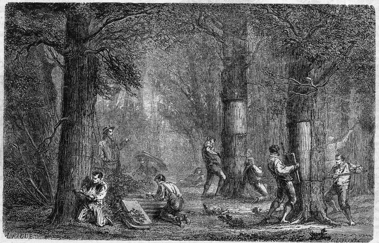 Liege-tammen (oak-liege) kuoren muistutus. Louis Figuierin kaiverrus "" Kasvien historiaan" -julkaisussa "" Le Monde Illustré"" nro 399, 3. joulukuuta 1864. tekijältä French School