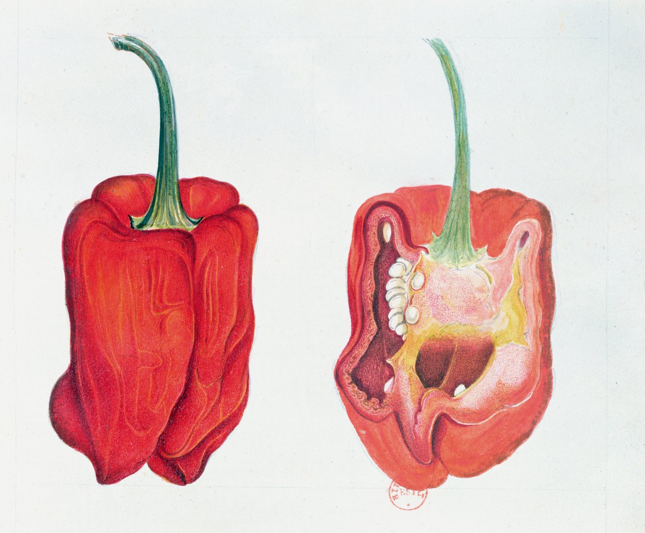 Red Pepper, kasvitieteellinen lautanen (wc paperilla) tekijältä French School