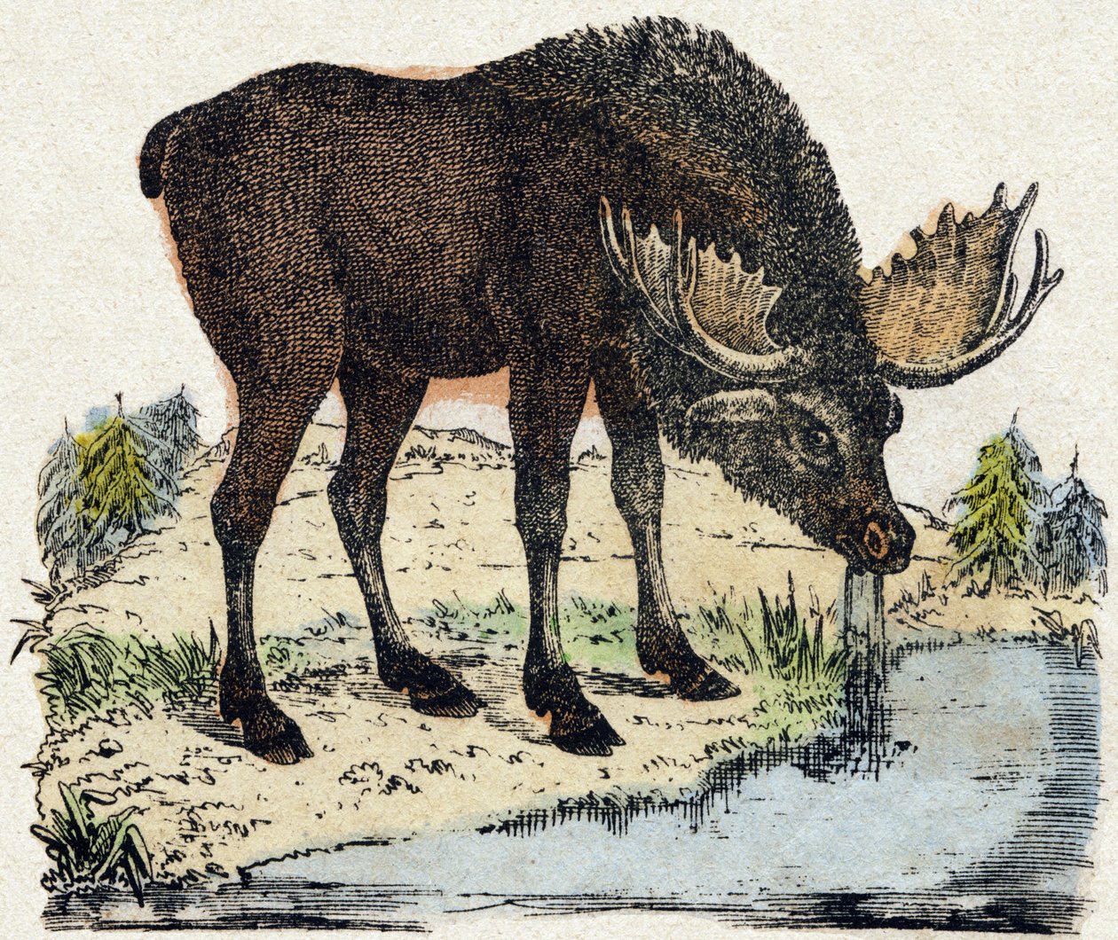 Poro. Kaiverrus "" Alphabet des animaux sauvages"". 9. sarja. Kuvia Epinalista, Pellerin, paino-kustantaja, noin 1870. Kaiverrukset puuhun, stenciloitu. 16 sivua. Mitat: 20 x 15 cm. Yksityinen kokoelma tekijältä French School