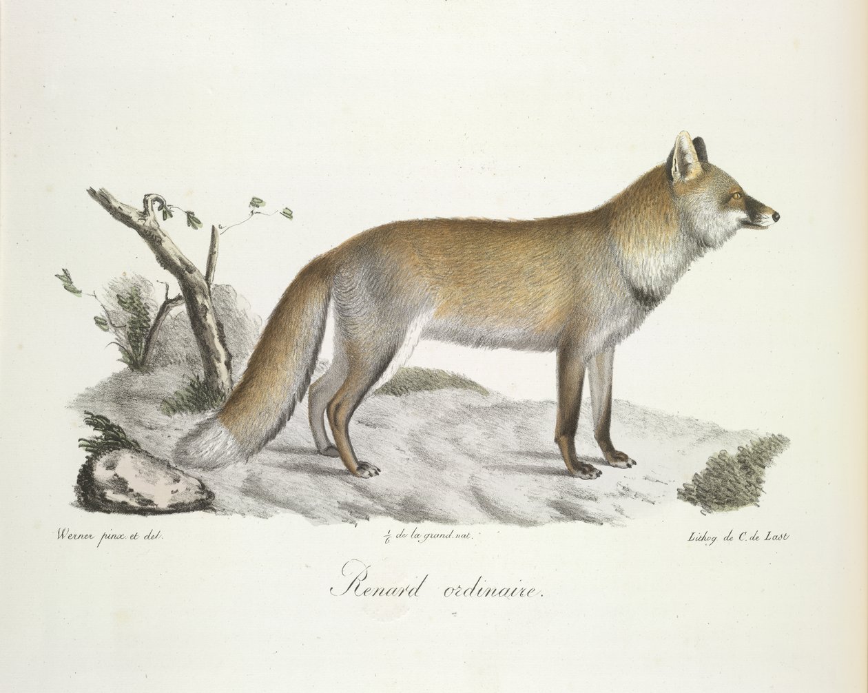 Tavallinen kettu. Fox, Natural History of Mammals (väri litho) tekijältä French School