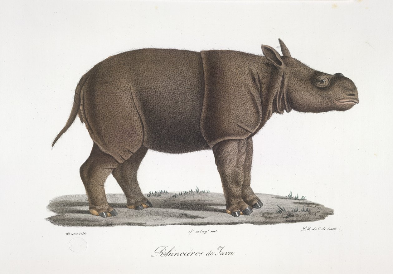 Jaavan Rhinoceros, Natural History of Mammals (väri litho) tekijältä French School