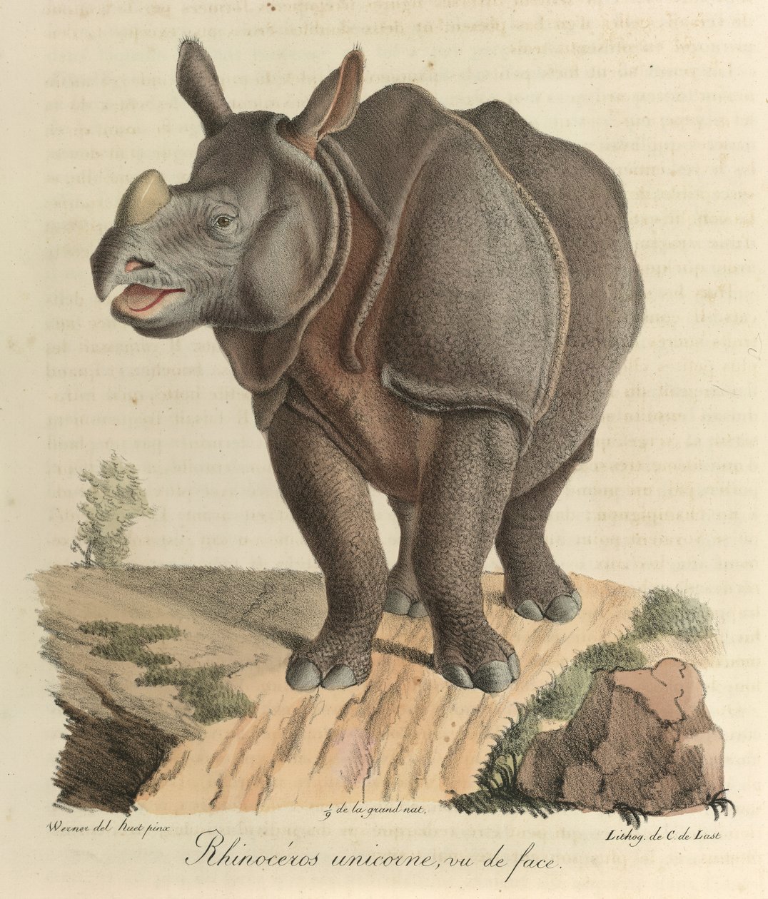 Yksisarvinen sarvikuono. Sarvikuono, teoksesta "Nisäkkäiden luonnonhistoria" (väri litho) tekijältä French School