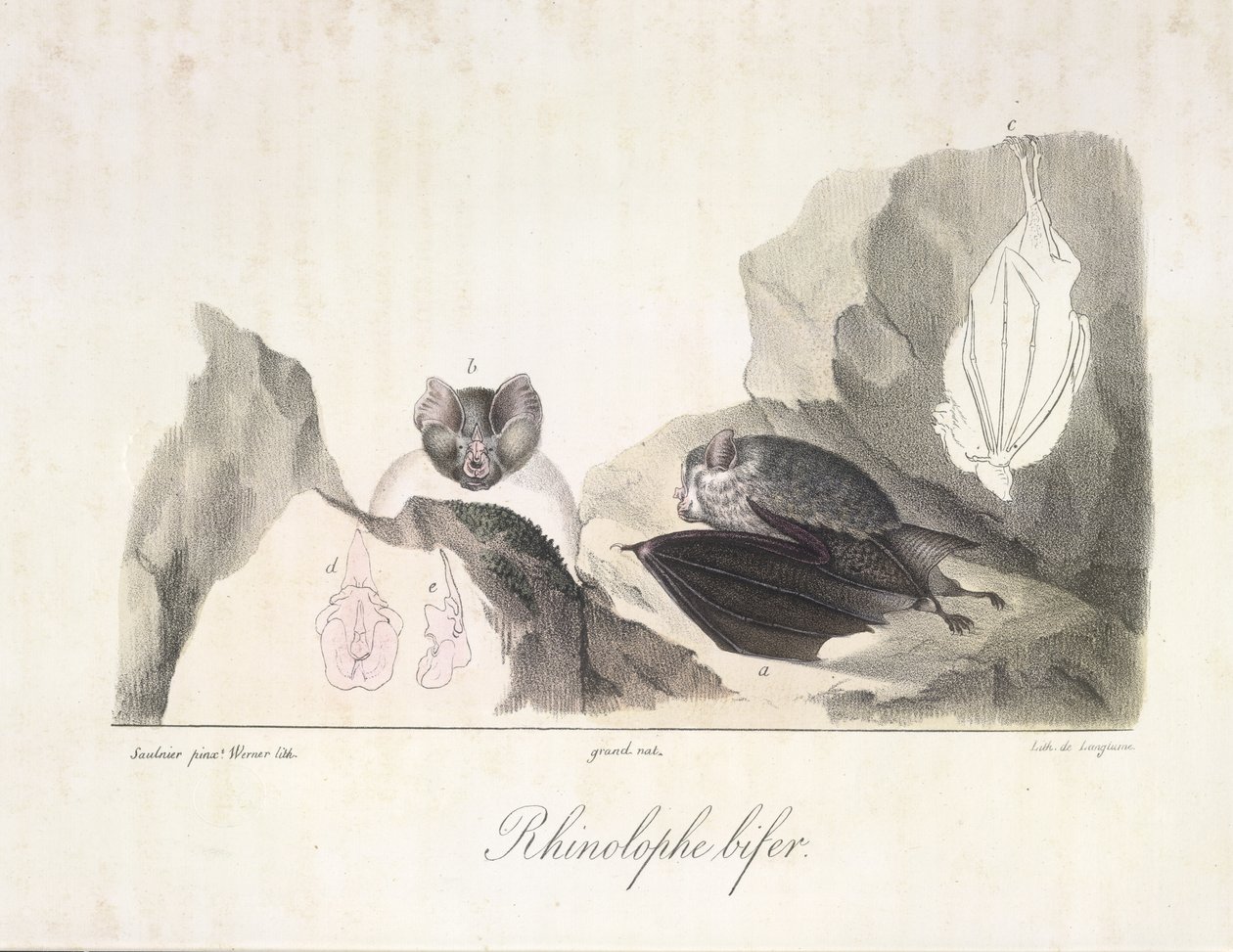 hevosenkenkälepakko. Vampyyrilepakat, Natural History of Mammals (väri litho) tekijältä French School