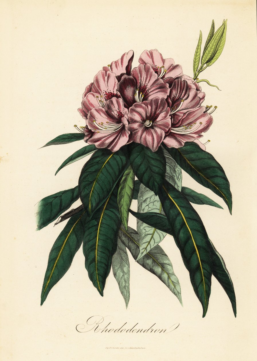 Rhododendron, Rhododendron javanicum tekijältä French School