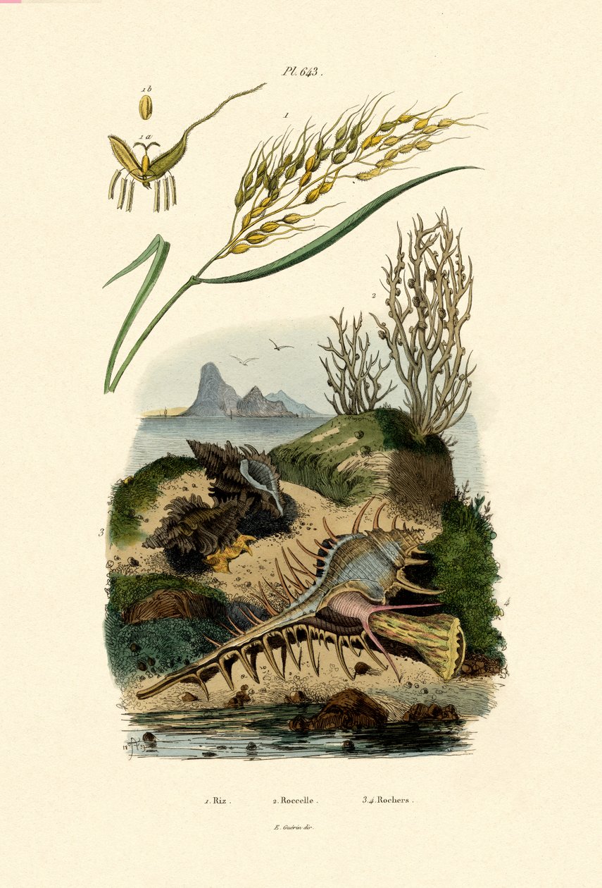 Riisi, 1833-39 tekijältä French School