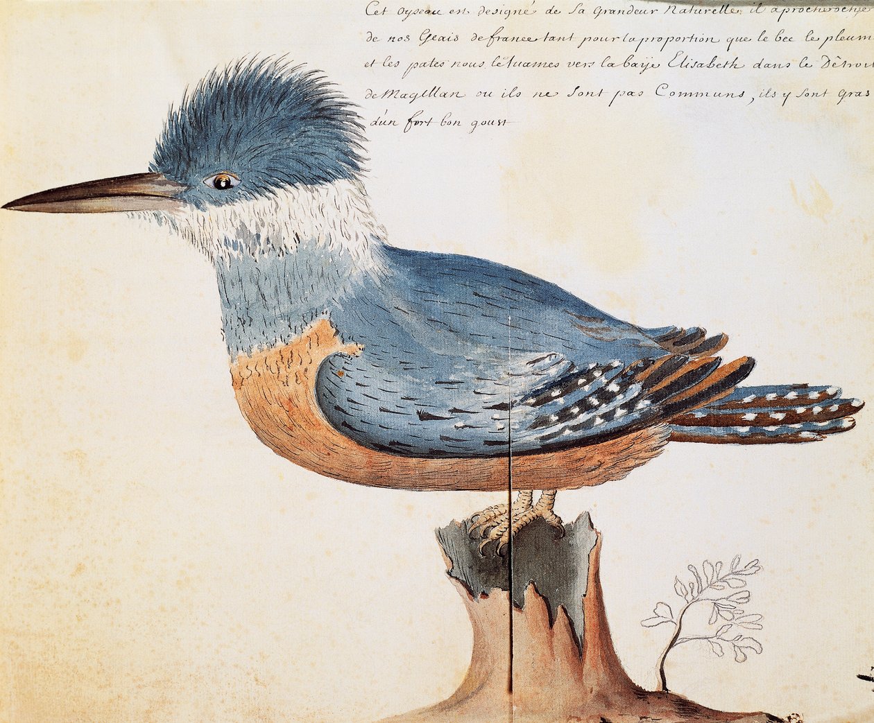 Rengaskuningas (Megaceryle torquata), Elizabeth Bay, Magellanin salmi, akvarelli lokikirjasta Jacques Gouin de Beauchesnen (1652-1730), Compagnie royale de la Mer du Sudin kapteeni, 1698-1701, Ranska tekijältä French School