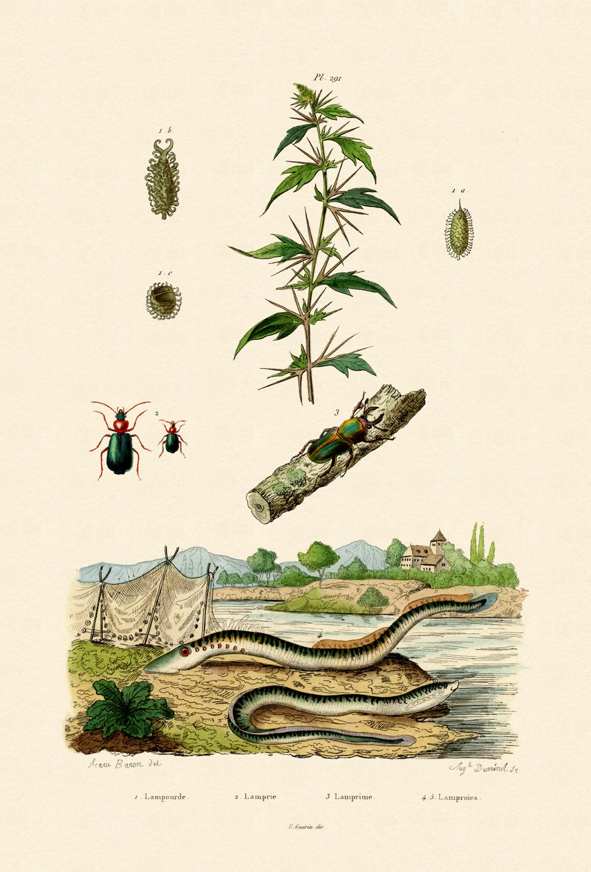 Rough Cockleburr, 1833-39 tekijältä French School