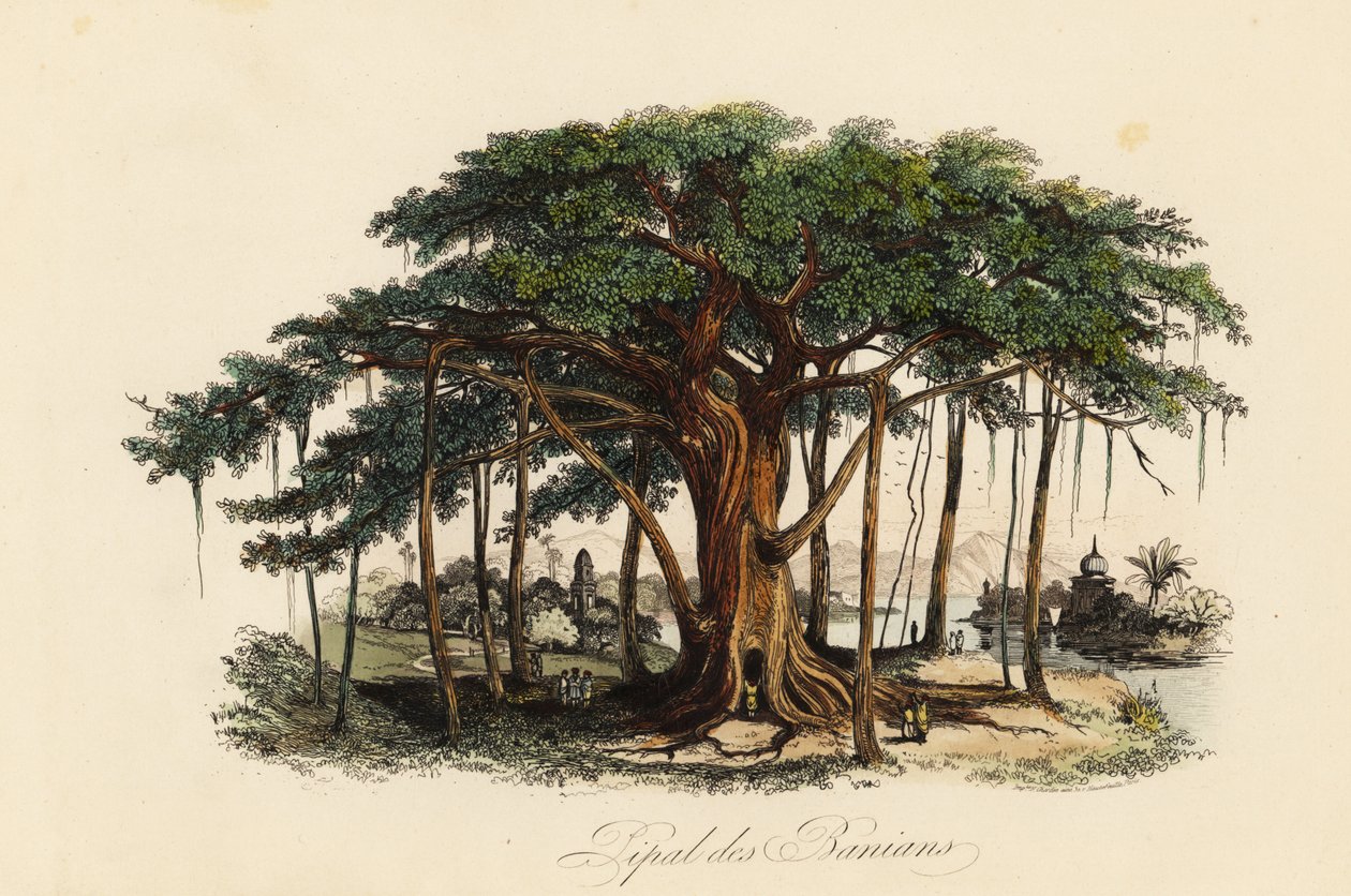 Pyhä viikunapuu, Ficus religiosa, joka tunnetaan myös nimellä bodhi-puu, banian-puu, banian-puu, pippala-puu, peepul-puu, peepal-puu tai ashwattha-puu tekijältä French School