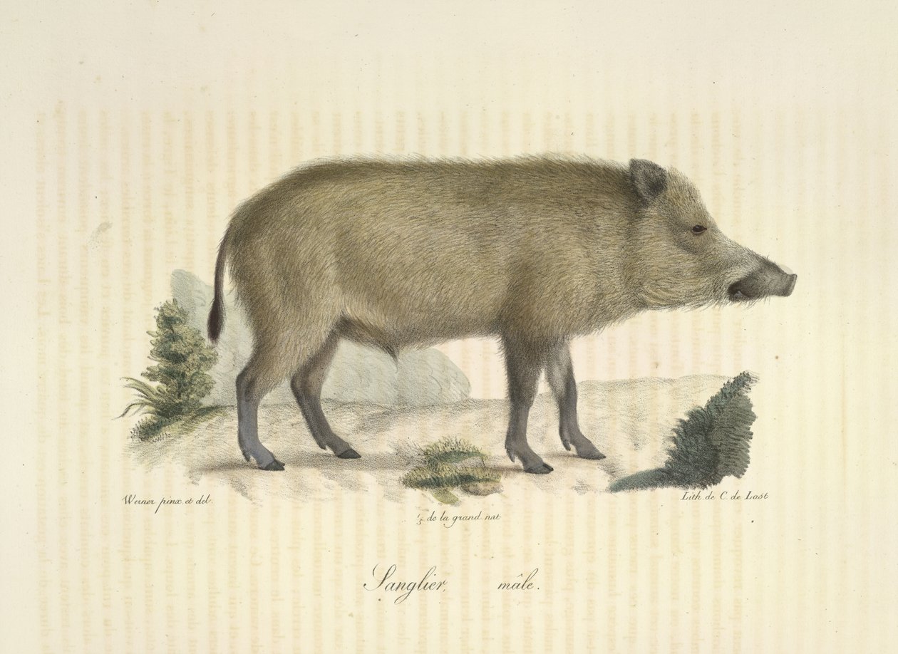 Karju, uros, Natural History of Mammals (väri litho) tekijältä French School