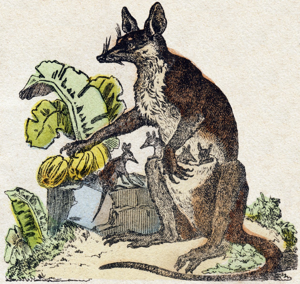 Sarigue (possum). Kaiverrus "" Alphabet des animaux sauvages"". 9. sarja. Kuvia Epinalista, Pellerin, paino-kustantaja, noin 1870. Kaiverrukset puuhun, stenciloitu. 16 sivua. Mitat: 20 x 15 cm. Yksityinen kokoelma tekijältä French School