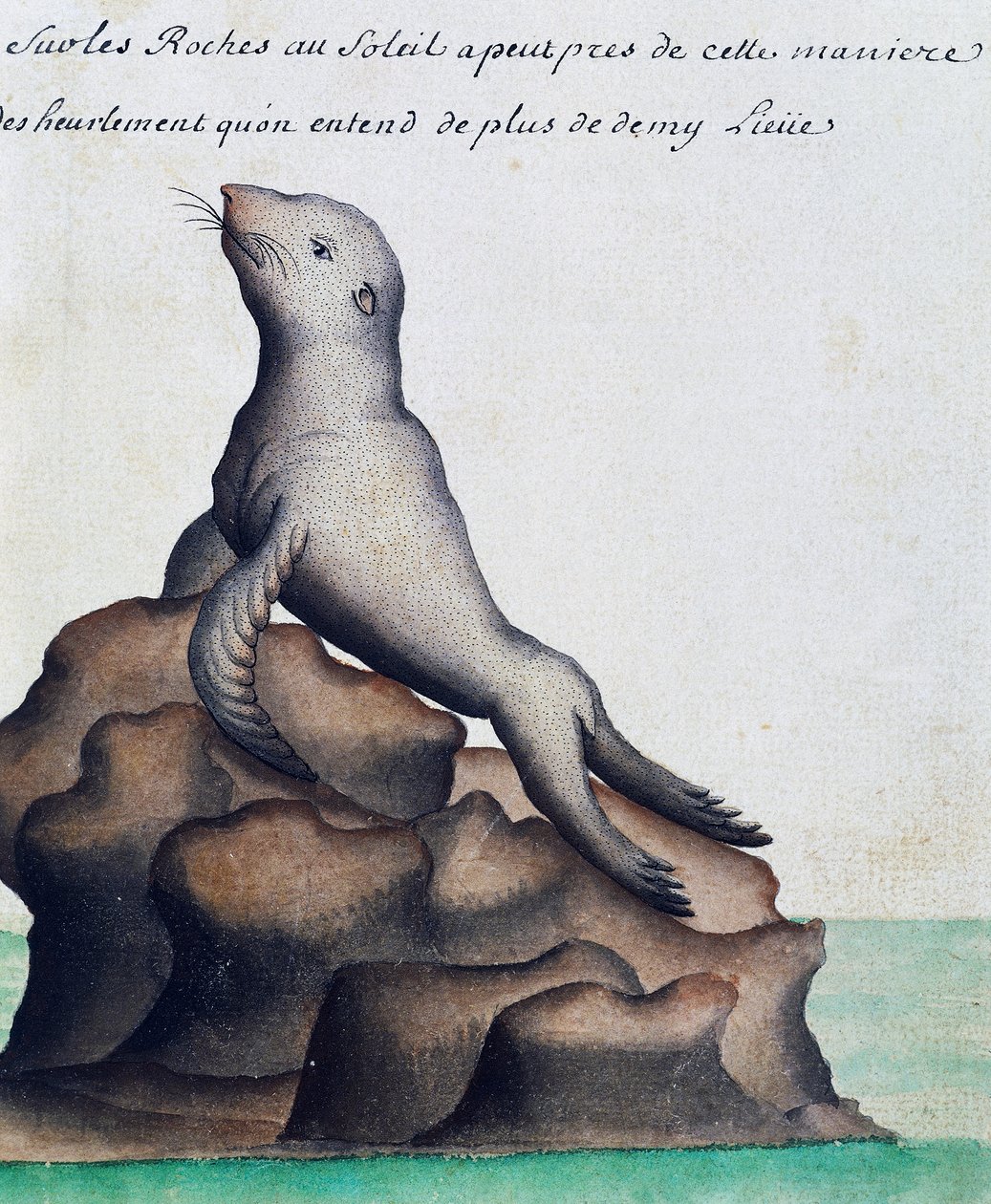 Hylke, Galapagossaaret, akvarelli lokikirjasta. Jacques Gouin de Beauchesne (1652-1730), Compagnie royale de la Mer du Sudin kapteeni, 1698-1701, Ranska tekijältä French School