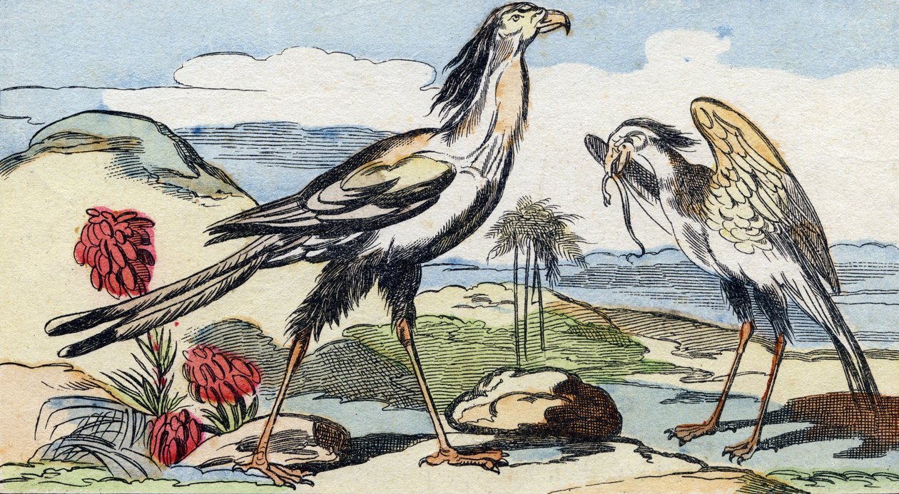 Käärme. Kaiverrus "Buffon Alphabet des Oiseaux n 2". 3. Serie N 2. Epinalin kuvantaminen, Epinal, 1800-luvun loppu. 16 sivua. Mitat: 28 x 21 cm tekijältä French School