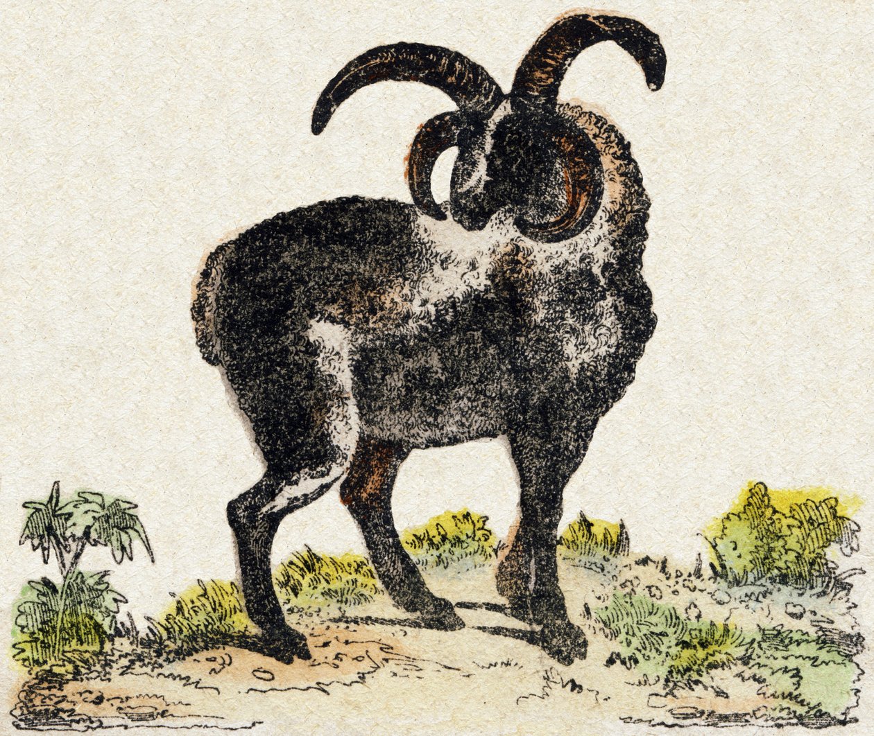 lampaat. Kaiverrus "" Alphabet des animaux sauvages"". 9. sarja. Kuvia Epinalista, Pellerin, paino-kustantaja, noin 1870. Kaiverrukset puuhun, stenciloitu. 16 sivua. Mitat: 20 x 15 cm. Yksityinen kokoelma tekijältä French School