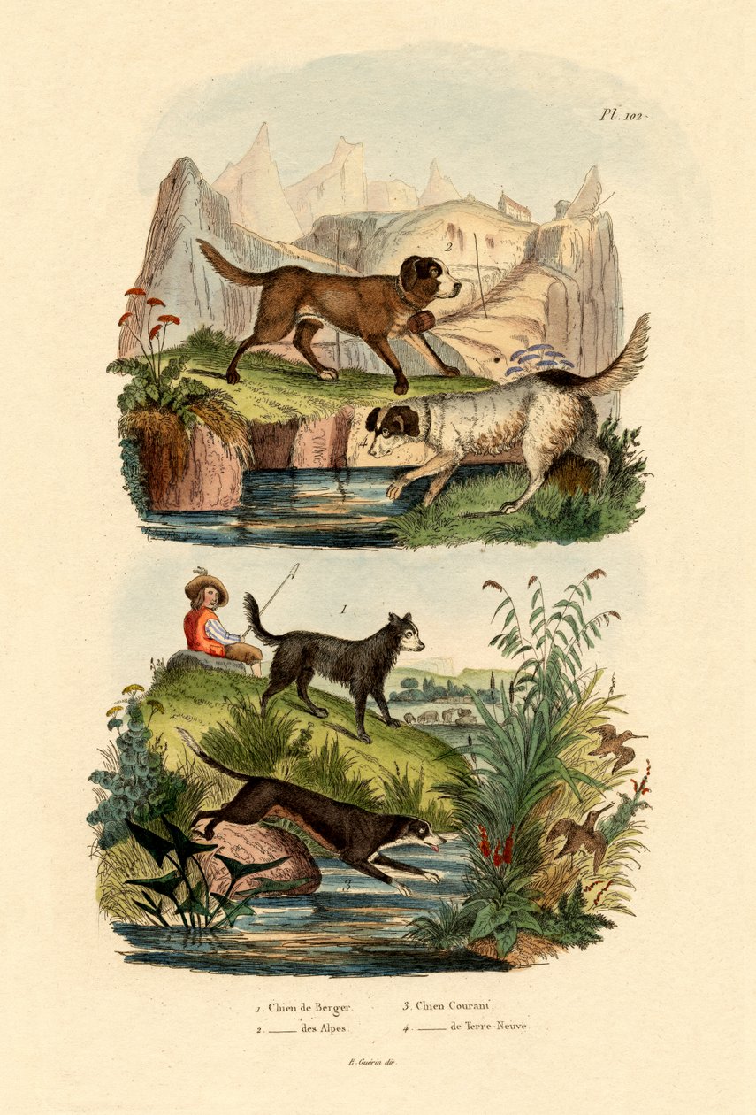 Paimenkoira, 1833-39 tekijältä French School
