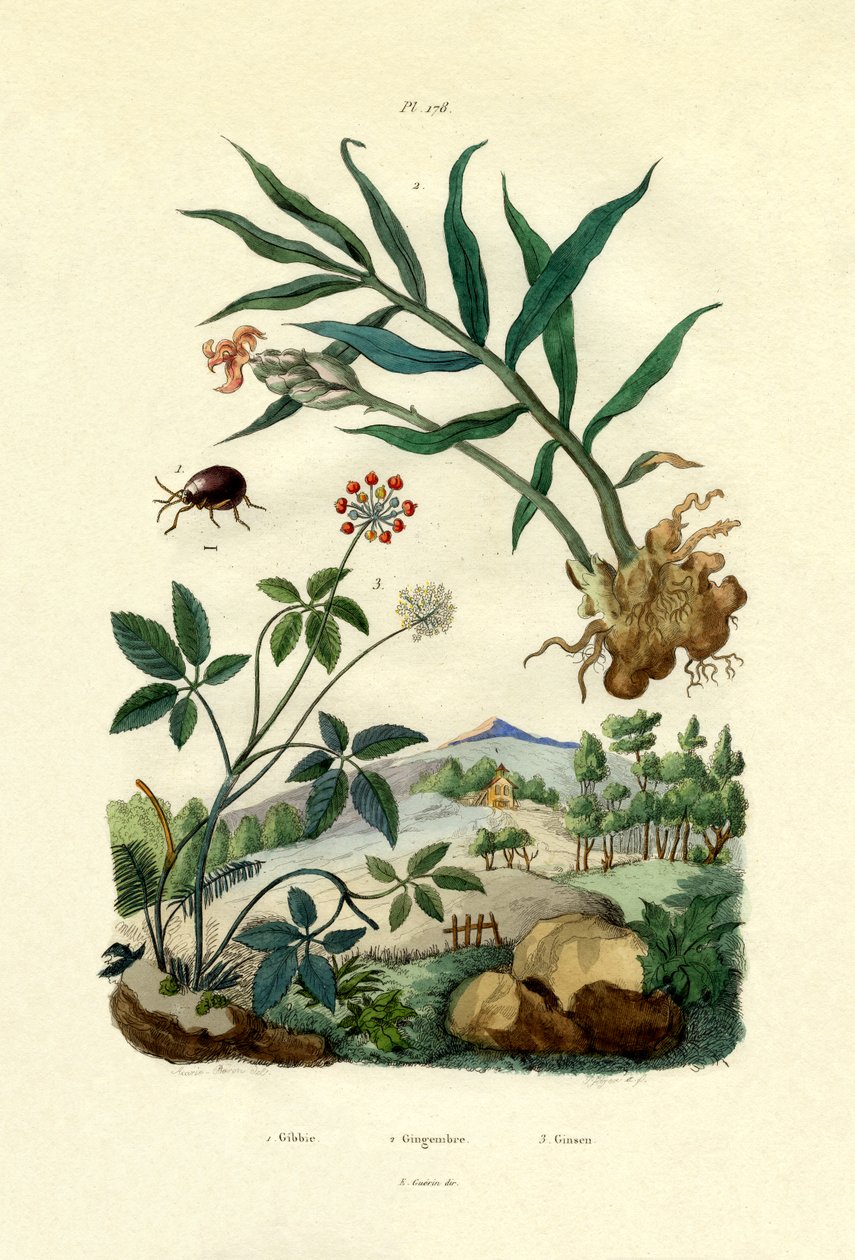 Kiiltävä hämähäkkikuoriainen, 1833-39 tekijältä French School