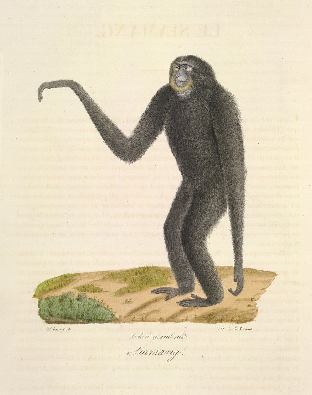 Siamang, Natural History of Mammals (väri litho) tekijältä French School