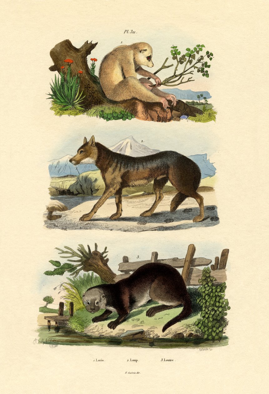 Sloth Ape, 1833-39 tekijältä French School