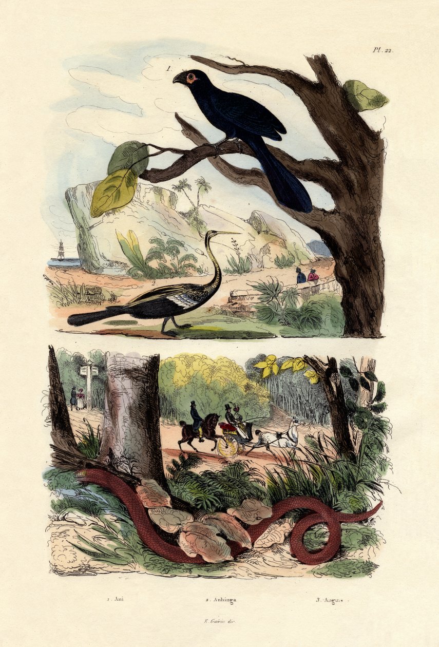 Sileäkärkinen Ani, 1833-39 tekijältä French School