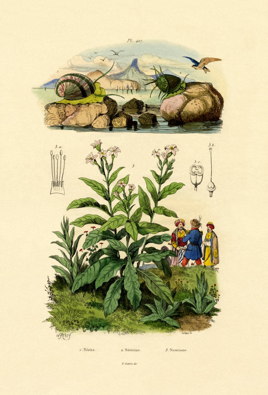 Etanat, 1833-39 tekijältä French School