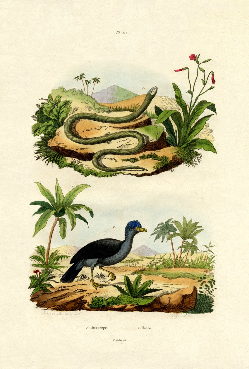 Snake, 1833-39 tekijältä French School