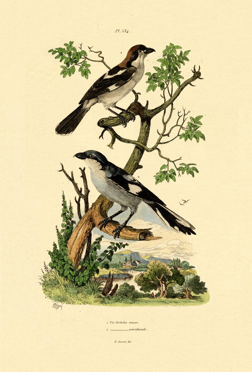 Southern Grey Shrike, 1833-39 tekijältä French School