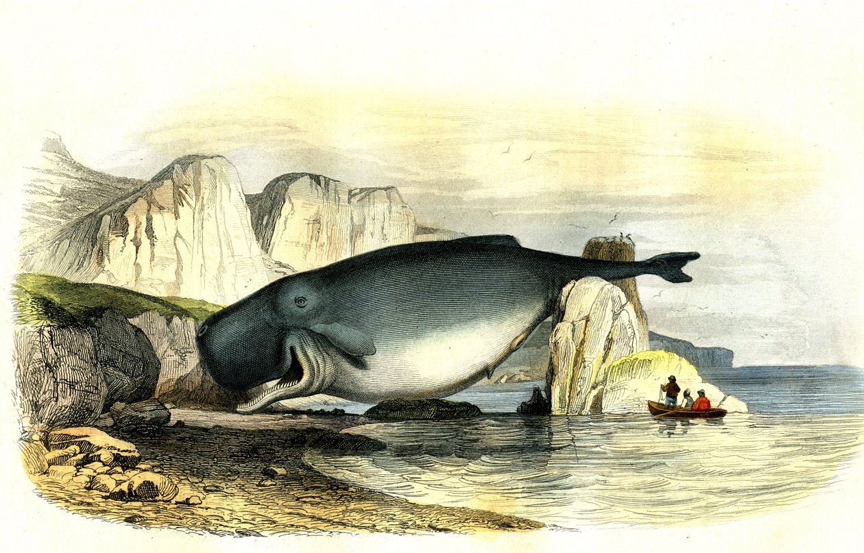 Kaskelovalas (Physeter macrocephalus) - Bernard Germain de Lacepeden (1856-1925) Histoire Naturellesta uuttama Planche, painos P.Furme, Pariisi tekijältä French School