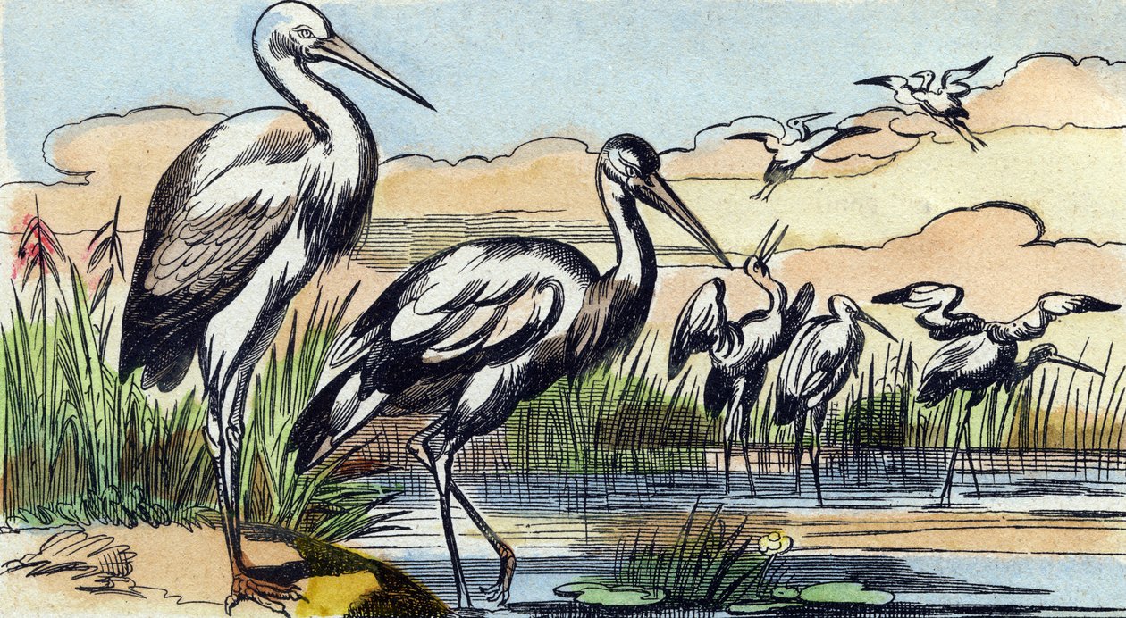 Stork. Kaiverrus "Buffon Alphabet des Oiseaux n 1". 3. Serie N 1. Epinalin kuvantaminen, Epinal, 1800-luvun loppu. 16 sivua. Mitat: 28 x 21 cm tekijältä French School